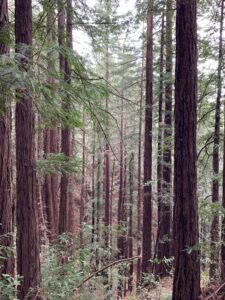 Read more about the article Sequoia sempervirens – coast redwood
